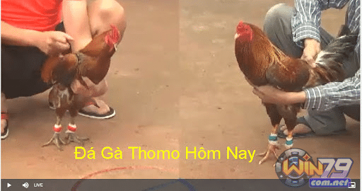 Luật chơi và cách thức tổ chức trận đá gà