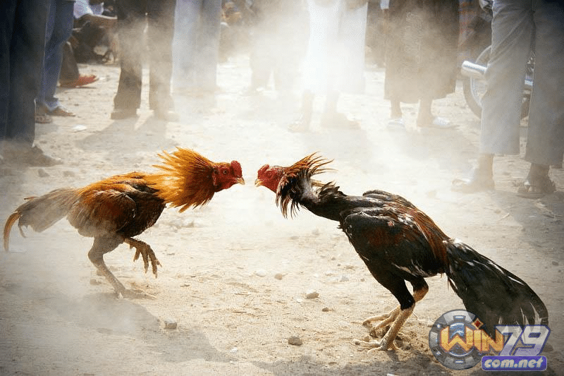 Giải đáp thắc mắc về đá gà cựa sắt chi tiết